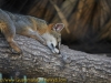 la_aurora_zoo-15