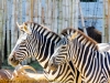 la_aurora_zoo-2