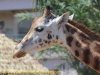 la_aurora_zoo-3