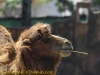 la_aurora_zoo-5